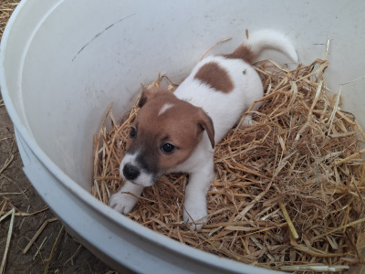 ⭐️ Jack Russell puppies in Cork ⭐️