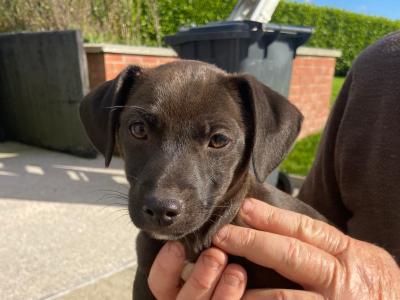 2 Black Patterjack Puppies. 1 female 1 male