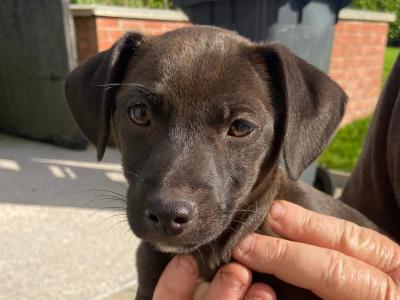 2 Black Patterjack puppies (Patterdale x Jack Russell) in Cork. 1 female 1 male