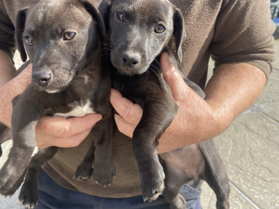2 Black Patterjack Puppies. 1 female 1 male