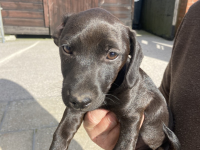 2 Black Patterjack Puppies. 1 female 1 male