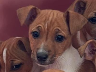 Jack Russell puppies for sale in Cork €400