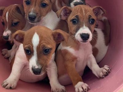 Jack Russell puppies for sale in Cork €400