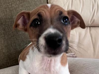 Jack Russell puppies for sale in Cork €400