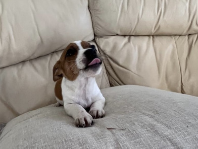 Jack Russell puppies for sale in Cork €400