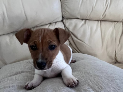 Jack Russell puppies for sale in Cork €400