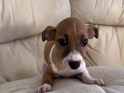 Jack Russell puppies for sale in Cork €400