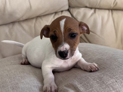 Jack Russell puppies for sale in Cork €400