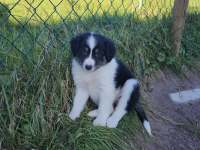 Beautiful Border Collie puppies in Kerry