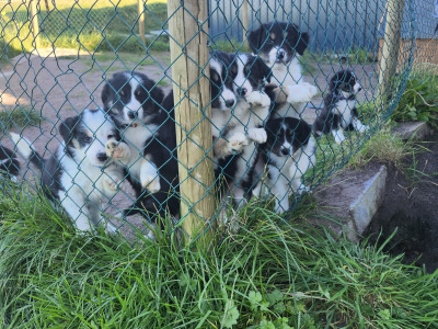 Beautiful Border Collie puppies in Kerry