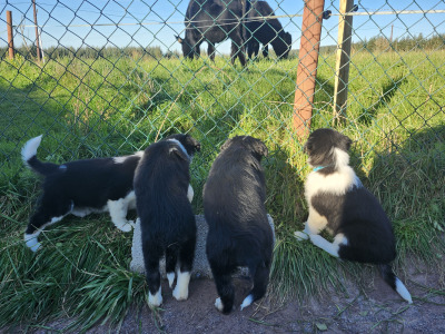 Beautiful Border Collie puppies in Kerry