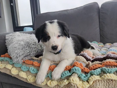 Beautiful Border Collie puppies in Kerry only 3 left 2 female 1 male