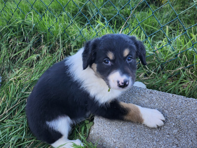 Beautiful Border Collie puppies in Kerry