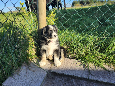 Beautiful Border Collie puppies in Kerry