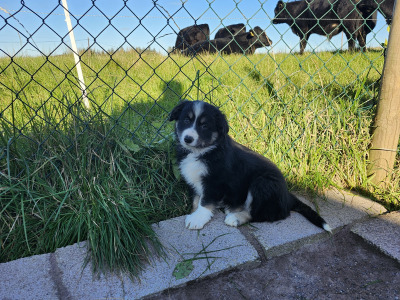 Beautiful Border Collie puppies in Kerry