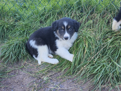Beautiful Border Collie puppies in Kerry