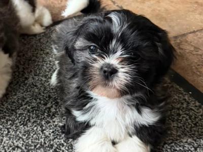 Two Adorable Shih Tzu puppies for sale in Monaghan