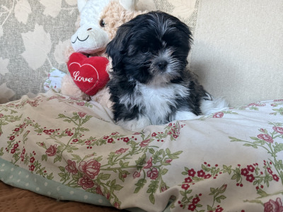 Two Adorable Shih Tzu puppies for sale in Monaghan