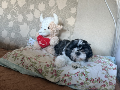 Two Adorable Shih Tzu puppies for sale in Monaghan