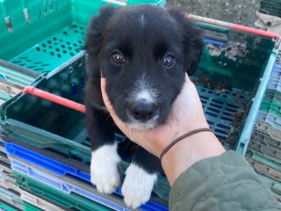 Working Black/ White collie pup 1 male left