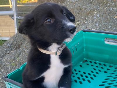 Working Black/ White collie pup 1 male left
