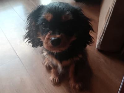 Female Cavaler King Charles Spaniel puppy with bed and transport cage for sale in Dublin