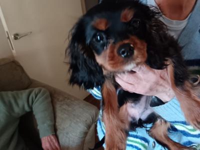 Female Cavaler King Charles Spaniel puppy with bed and transport cage for sale in Dublin