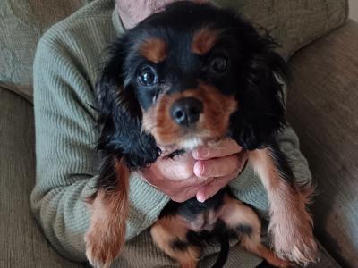 Female Cavaler King Charles Spaniel puppy with bed and transport cage for sale in Dublin