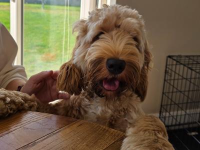 11 month old Cockapoo puppy for sale in Kildare
