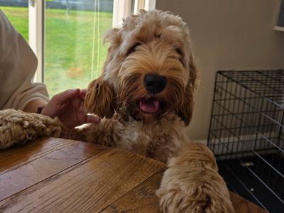 Ruadh is an 11 month old male Cockapoo puppy for sale in Kildare