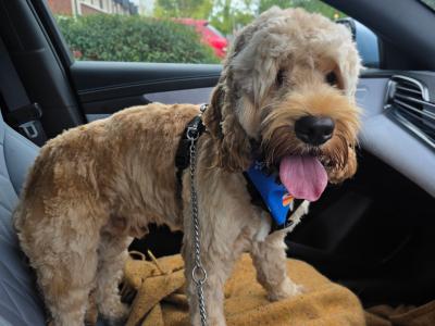 11 month old Cockapoo puppy for sale in Kildare