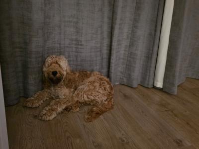 11 month old Cockapoo puppy for sale in Kildare