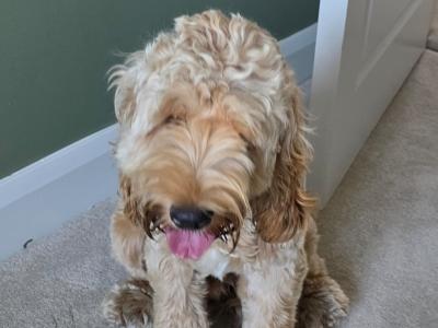 11 month old Cockapoo puppy for sale in Kildare