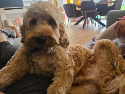 11 month old Cockapoo puppy for sale in Kildare