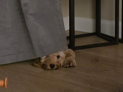 11 month old Cockapoo puppy for sale in Kildare