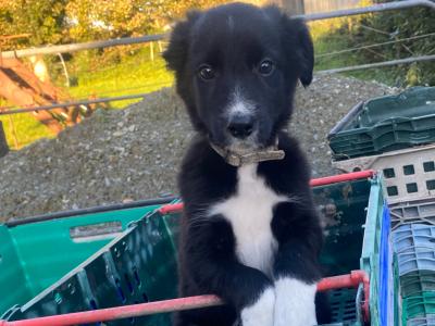 Working Black/ White collie pup 1 male left