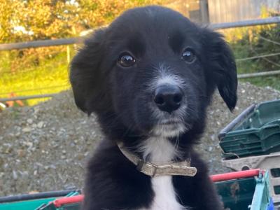 Working Black/ White collie pup 1 male left