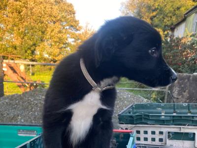 Working Black/ White collie pup 1 male left