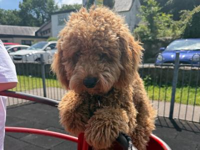 Teddy is a 1 year old male Maltipoo in Cork
