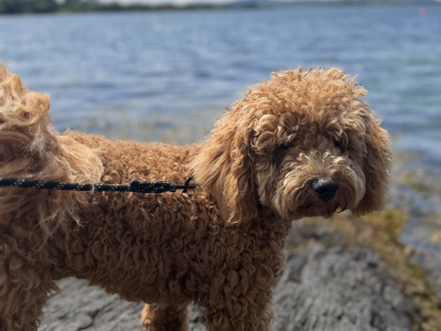 Teddy is a 1 year old male Maltipoo in Cork