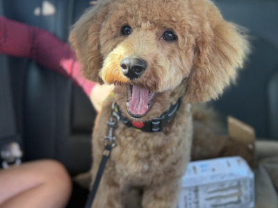 Teddy is a 1 year old male Maltipoo in Cork