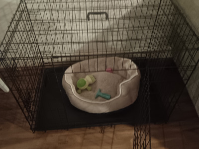 Female Cavaler King Charles Spaniel puppy with bed and transport cage for sale in Dublin