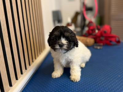 Shih Tzu puppies for sale in Mayo