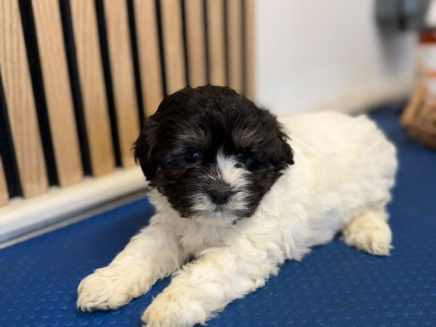 Shih Tzu puppies for sale in Mayo