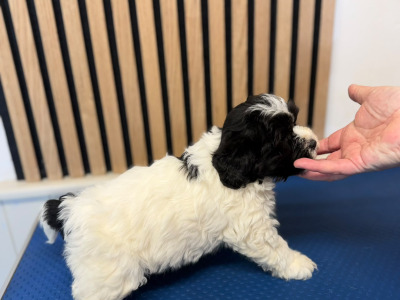 Shih Tzu puppies for sale in Mayo