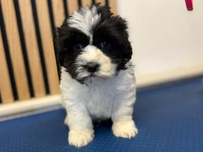 Shih Tzu puppies for sale in Mayo