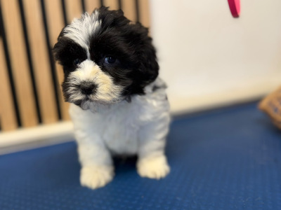 Shih Tzu puppies for sale in Mayo