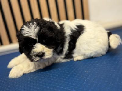 Shih Tzu puppies for sale in Mayo