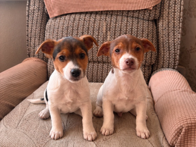 2 miniature Jack Russell Terriers in Cork