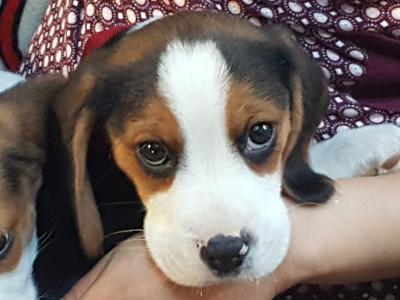 Beautiful purebred Beagle puppies in Dublin
